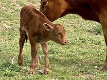 FESTUS x SOGGY DOLLAR bull