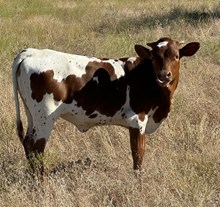 Pecos Heifer