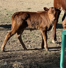 Texana (Steer)