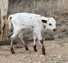 Novas Amélia steer 